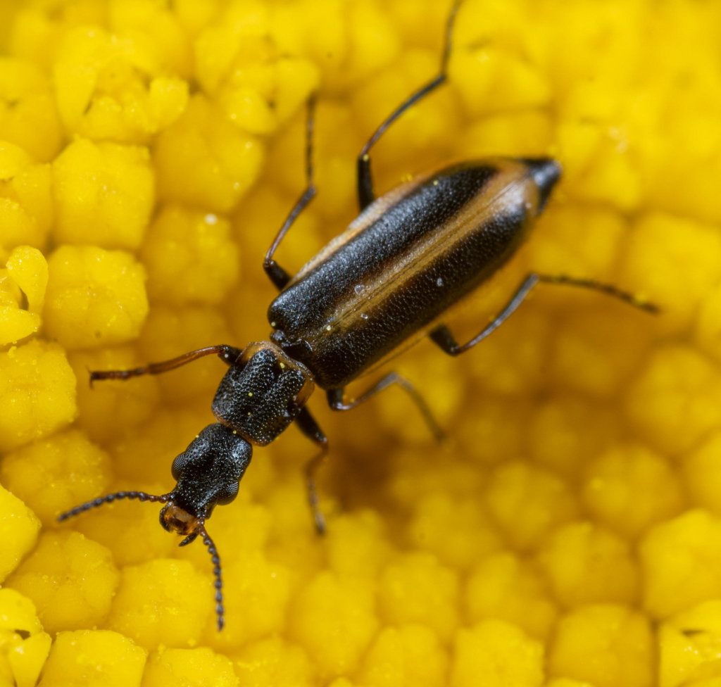 Pagurodactylus