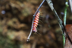 Delias pasithoe