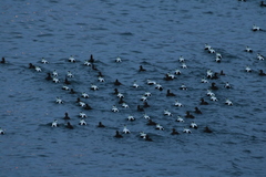 Somateria mollissima