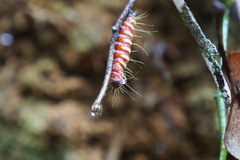 Delias pasithoe