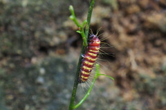 Delias pasithoe