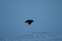 Haliaeetus albicilla