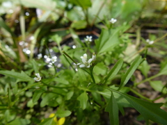 Rorippa laciniata