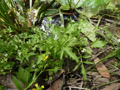 Rorippa laciniata
