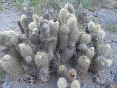 Cleistocactus hyalacanthus