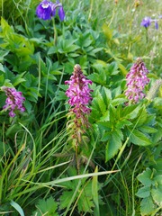 Pedicularis chamissonis