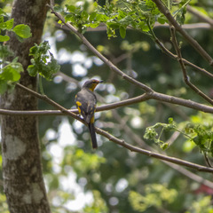 Pericrocotus speciosus