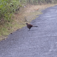 Centropus andamanensis