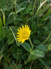 Arnica unalaschcensis