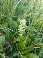 Platanthera convallariifolia
