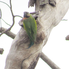 Psittacula alexandri abbotti