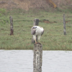 Haliaeetus leucogaster