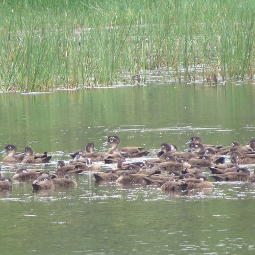 Andaman Teal (Anas albogularis), photo 3