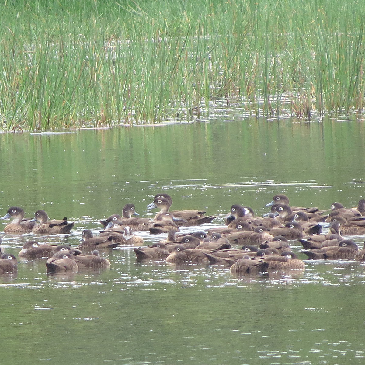 Andaman Teal (Anas albogularis), photo 3