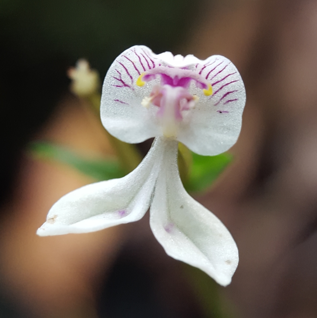 Disperis oppositifolia