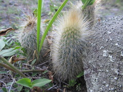 Cleistocactus hyalacanthus