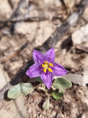 Solanum esuriale