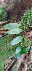 Lemmaphyllum rostratum