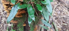 Lemmaphyllum rostratum