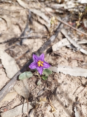 Solanum esuriale