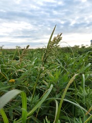 Poa eminens