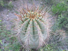 Trichocereus terscheckii