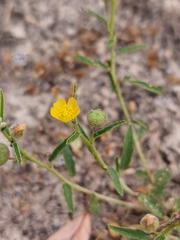Sida trichopoda