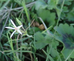 Pelargonium ranunculophyllum