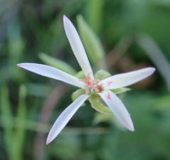 Pelargonium ranunculophyllum