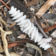 Densipora corrugata