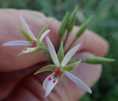 Pelargonium ranunculophyllum