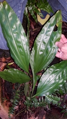 Phaius