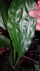 Phaius