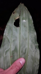 Phaius