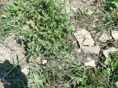 Pelargonium ranunculophyllum