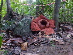 Rafflesia tuan-mudae