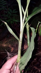 Phaius