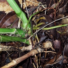 Phaius
