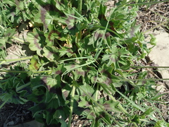 Pelargonium ranunculophyllum