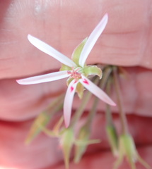 Pelargonium ranunculophyllum