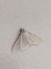 Palpita vitrealis