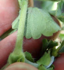 Pelargonium ranunculophyllum