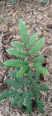 Pteris amoena