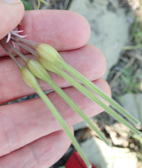Pelargonium ranunculophyllum