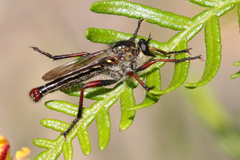 Neoscleropogon