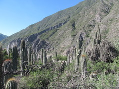 Trichocereus terscheckii