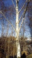 Betula pendula