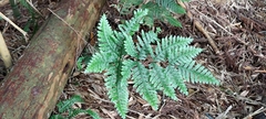 Pteris amoena