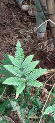 Pteris amoena