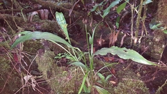 Phaius pulchellus
